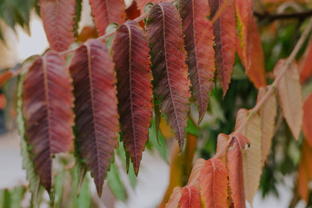 Dark red long sharp leaves on a tree branch. Autumn plants background.