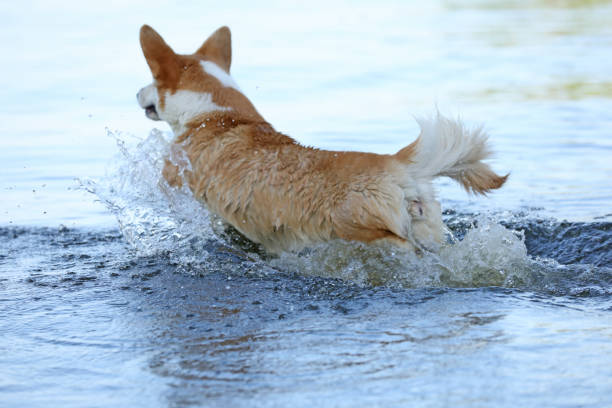 Cute Pembroke Welsh corgi playing in the water