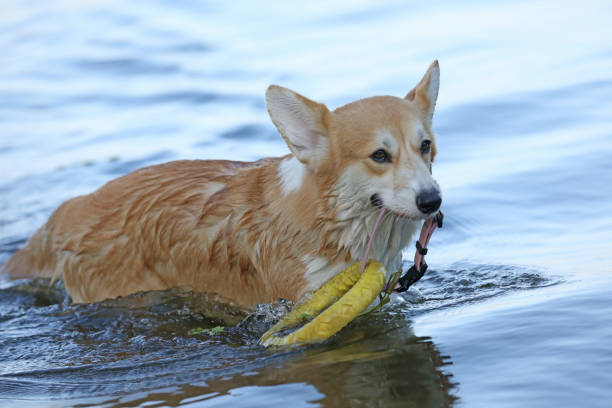 istock Pembroke Welsh corgi in the water 2178249914