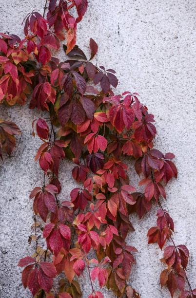 istock Bright red leaves living ivy curl on light-colored stone wall. Autumn background 2178250075