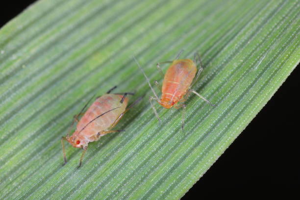 istock English grain aphid, Sitobion avenae, wingless, nymphs on barley stem with black background. 2178250170