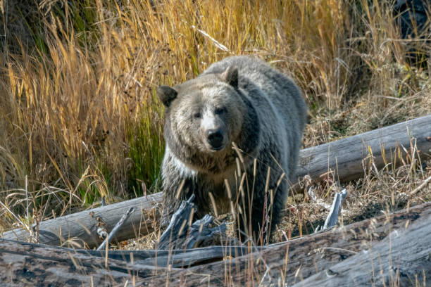 istock Grizzly bear looking at camera on logs in burned forest 2178250436