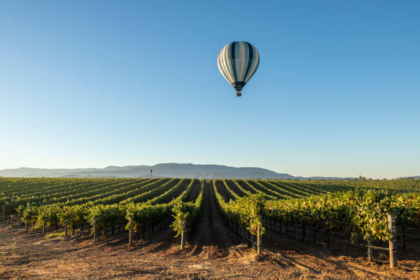 istock Hot air balloon flying over the vineyard. 2178252013