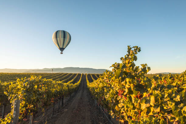 istock Hot air balloon flying over the vineyard. 2178252015