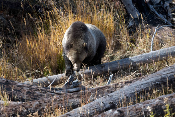 Grizzly bear looking for food in logs in burned forest