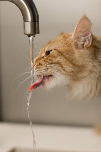 istock A fluffy orange cat drinks water directly from a flowing faucet, using its tongue to catch the stream in a playful and curious manner 2178253065