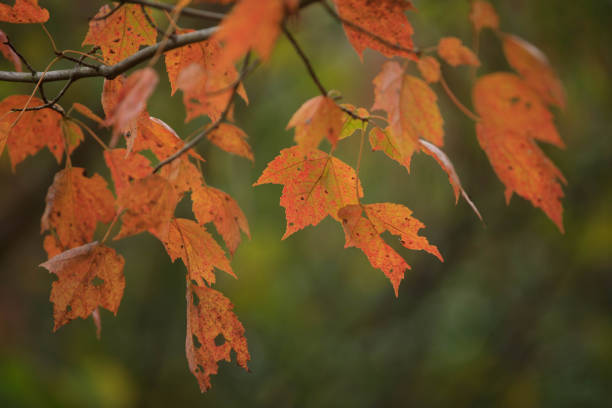 Vibrant Autumn leaves on a maple tree.