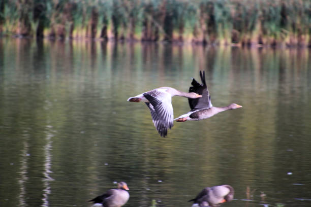 The wild geese fly low over water to perch on small rocks.