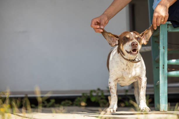 close up of loving dog