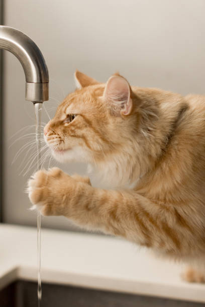 istock A curious ginger cat plays with water flowing from a faucet, mesmerized by the gentle stream. The playful cat's whiskers and paw delicately touch the water, showing its inquisitive nature 2178253967
