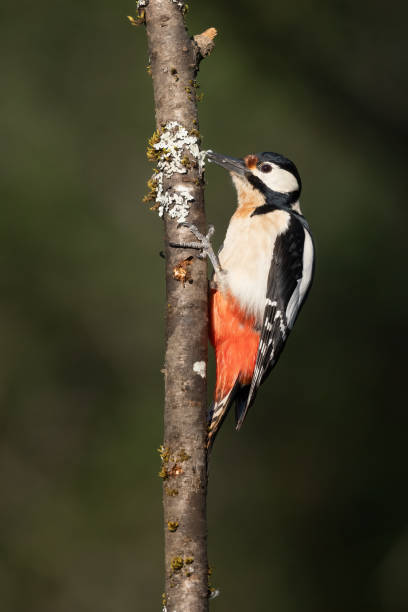 istock Great Spotted Woodpecker  perched on a branch (Dendrocopos major) 2178254094