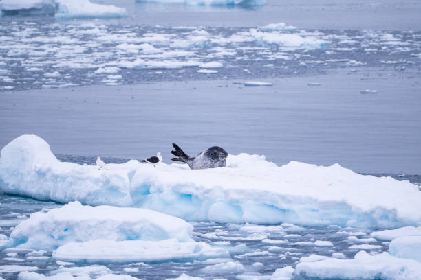 istock Leopard seal (Hydrurga leptonyx) on an iceberg. Antarctica. South Pole 2178254443
