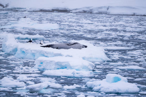 istock Leopard seal (Hydrurga leptonyx) on an iceberg. Antarctica. South Pole 2178254460