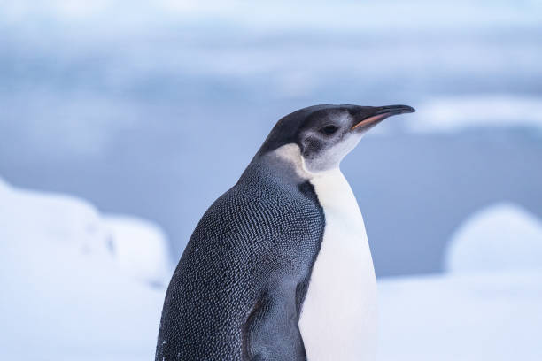 istock Emperor Penguin in Antarctica. South Pole 2178254559