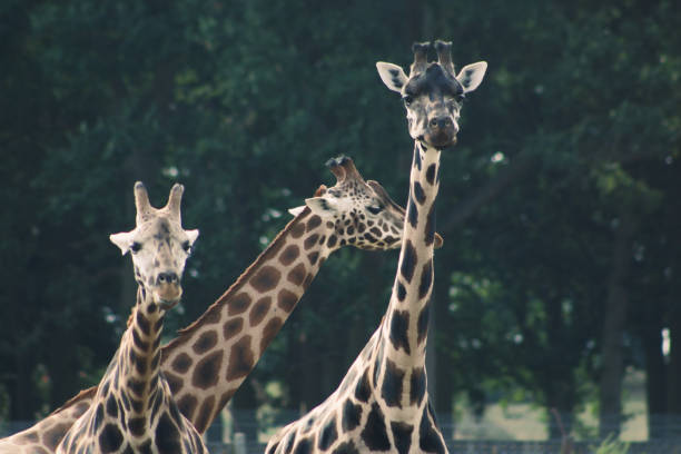 istock Woburn Safari park 2178254772