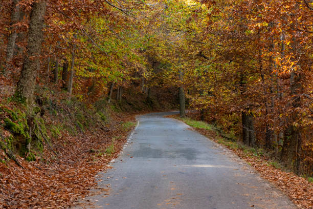istock to the deep of the forest 2178255289