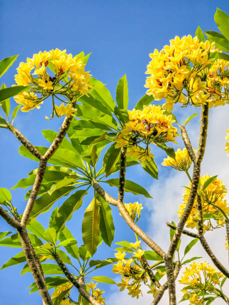 istock Frangipani tree with yellow flowers 2178255869