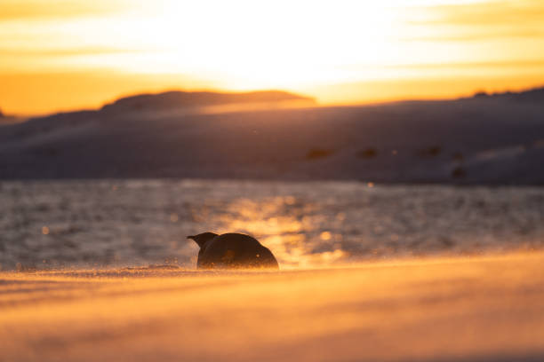istock Emperor Penguin in Antarctica. South Pole 2178256286