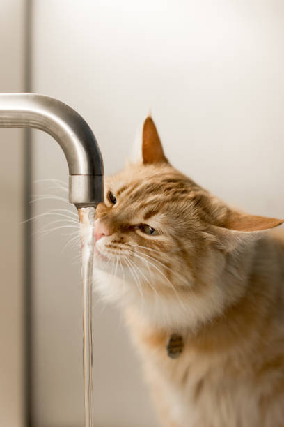 istock A ginger cat curiously drinks water from a running tap, focusing on the stream with intense concentration 2178257224