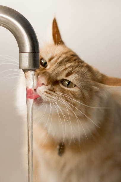 istock A curious ginger cat drinks water directly from a faucet, with its pink tongue visible as it laps up the stream of water 2178257956
