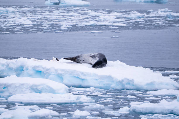 istock Leopard seal (Hydrurga leptonyx) on an iceberg. Antarctica. South Pole 2178258814