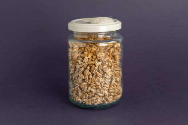 istock Mushroom Spawn. Jars of Grain Spawn. Close-up mycelium growth on Grain Spawn. White Mycelium of mushrooms growing. Home mycology. Mushroom Cultivation. 2178260448
