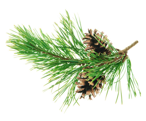 istock Conifer pine tree cone. coniferous twigs with fir needle foliage. pine isolated. Medicinal plants. New Year. Green decor 2178262605