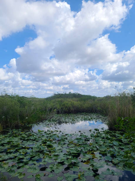A serene wetland body of water covered with lily pads in the Florida Everglades.
