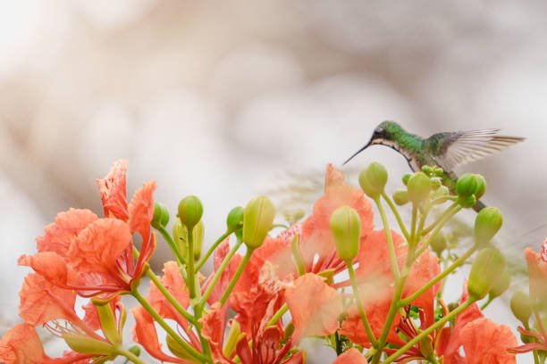 Real photo of a green hummingbird in flight over some red flowers.