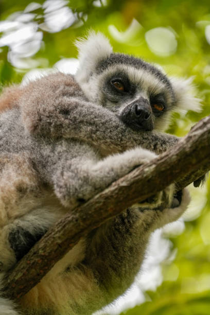 Ring-Tailed Lemur on a branch looking to camera, national park at Andasibe, Madagascar.