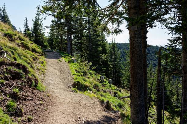 A scenic hiking trail through a lush green forest on a sunny day, perfect for outdoor adventures.
