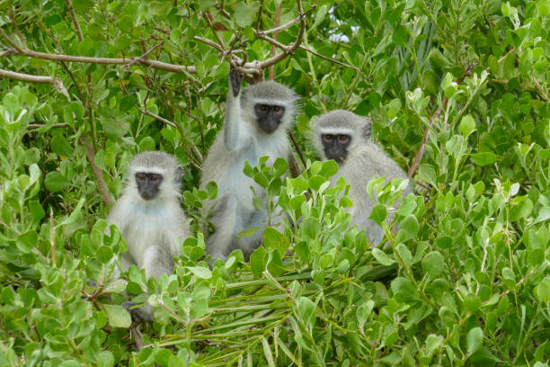 ISimangaliso Wetland Park, previously known as St. Lucia Wetland Park, is situated on the east coast of KwaZulu Natal, South Africa, on the border to Mozambique.  It´s South Africa´ s third largest protected area.