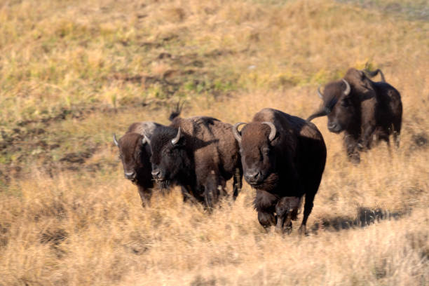 Bison or buffalo running side by side in Lamar Valley of Yellowstone in Wyoming, USA, North American. Nearest cities are Gardiner, Bozeman, Billings, Montana, Salt Lake City, Utah, and Denver, Colorado.