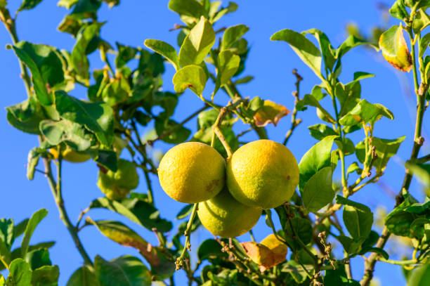 istock Ripe lemons on a branch in the garden at sunset 2178266307