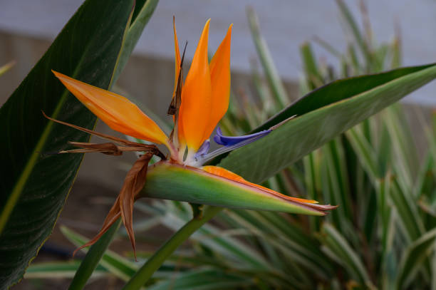 istock Bird of Paradise (Strelitzia reginae) plant in bloom. 2178266544