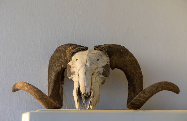 istock Head of a dead ram with twisted horns on a white background 2178266546