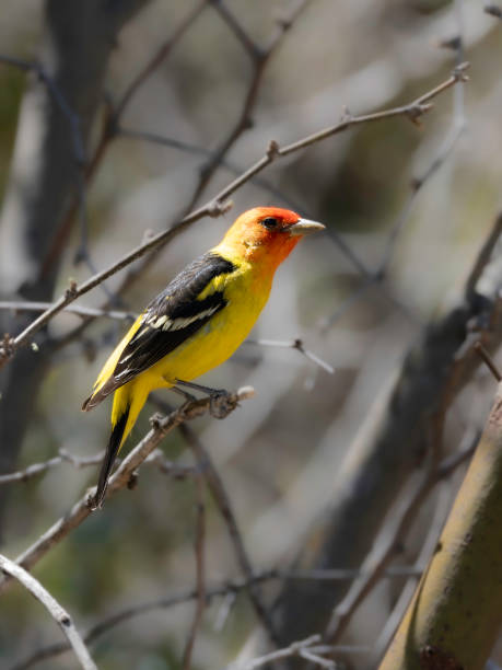 istock A Colorful Western Tanager in Arizona 2178267221