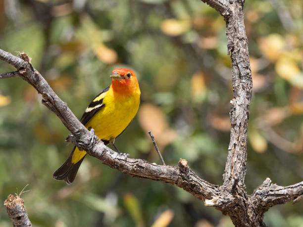 istock A Colorful Western Tanager in Arizona 2178267248