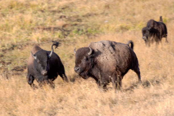 Bison or buffalo running side by side in Lamar Valley of Yellowstone in Wyoming, USA, North American. Nearest cities are Gardiner, Bozeman, Billings, Montana, Salt Lake City, Utah, and Denver, Colorado.