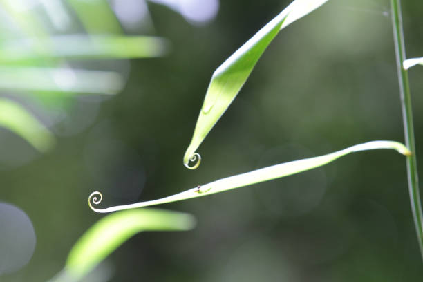 Close up of Dew on leaves texture background with warm light