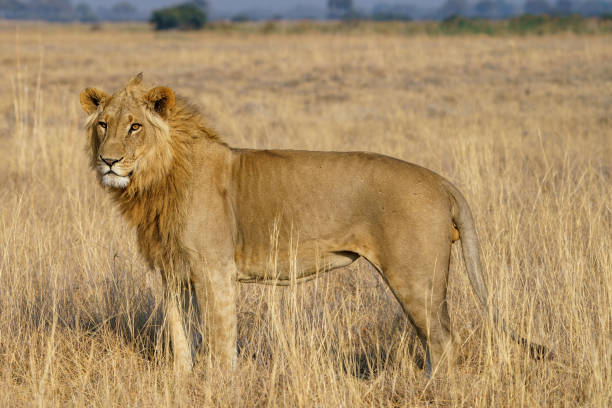 istock Solitary male lion 2178268143