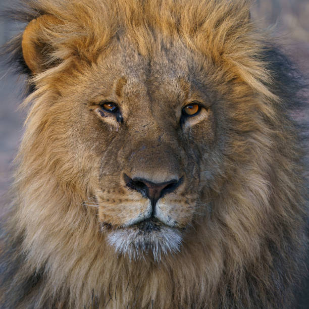 istock Solitary male lion 2178268144
