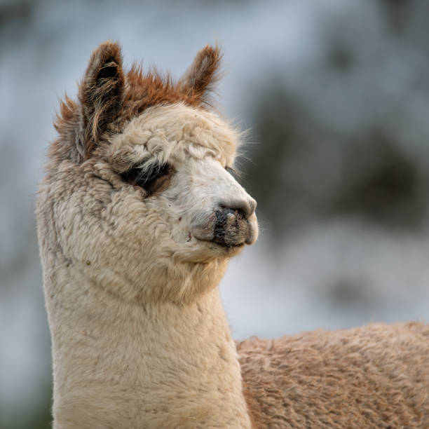 istock Injured Alpaca 2178269173