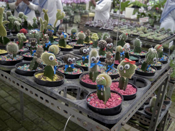istock Variety of mini cactus in different pot sized. 2178271180