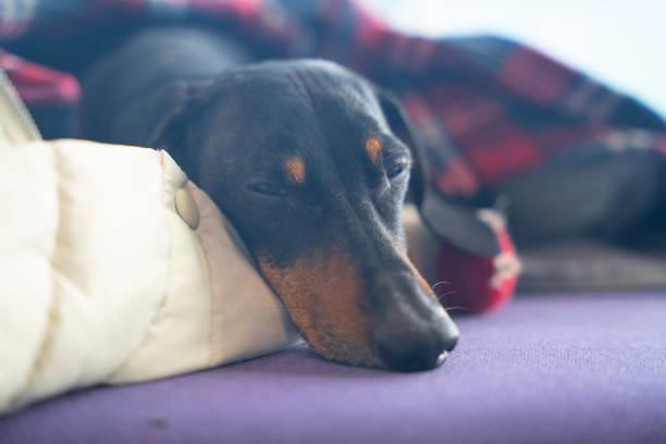 Brown dachshund dog On Sunny Day At Home