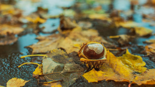 Close up of ripe horse chestnut, Herastrau Park, Bucharest, Romania