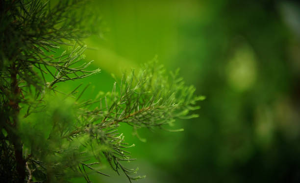 istock Fresh green tropical leaves or leaf backdrop, botanical and natural leaf theme wallpaper background good for natural multimedia content 2178276121