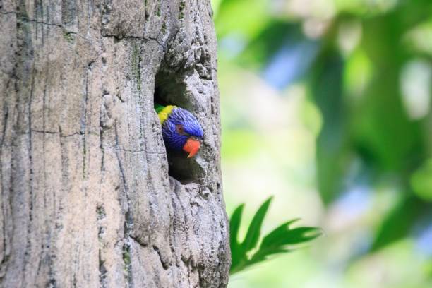istock Rainbow Lorikeet Peeking Out of Tree Cavity 2178276223