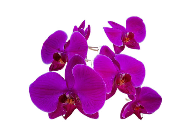 istock Purple moon orchid Phalaenopsis amabilis on white background. 2178276669