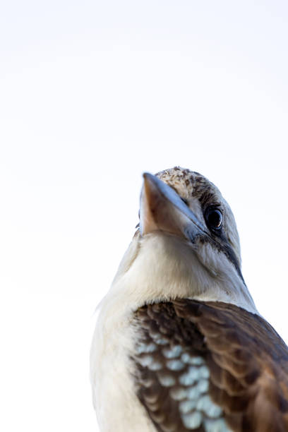 istock Closeup Laughing Kookaburra, side view, white background with copy space 2178277454